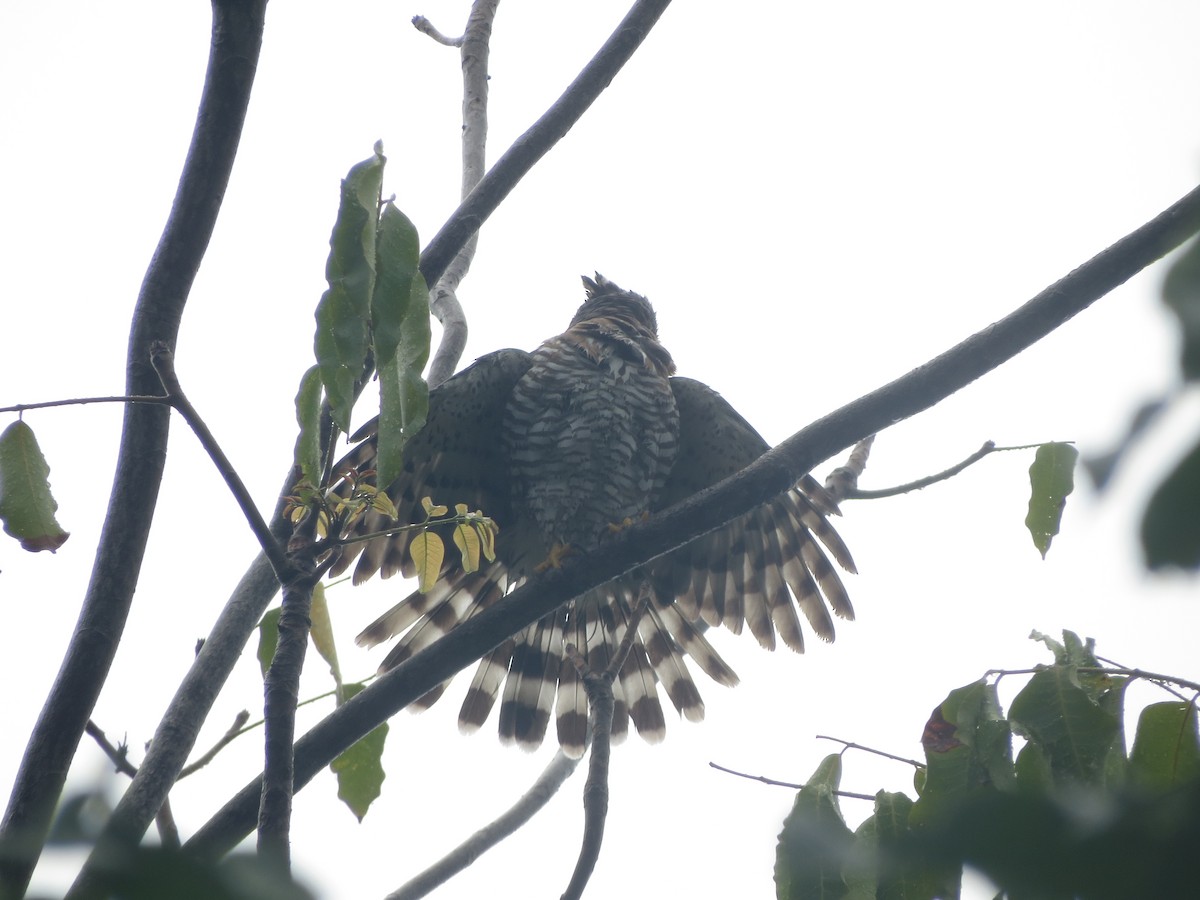 Crested Goshawk - ML84273791