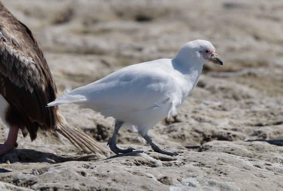 Snowy Sheathbill - ML84273871