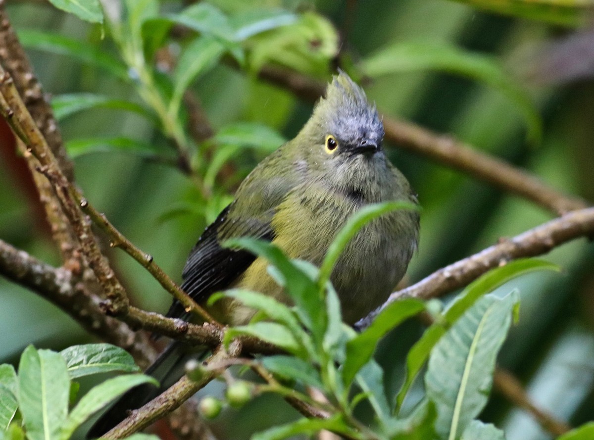 Long-tailed Silky-flycatcher - ML84274281