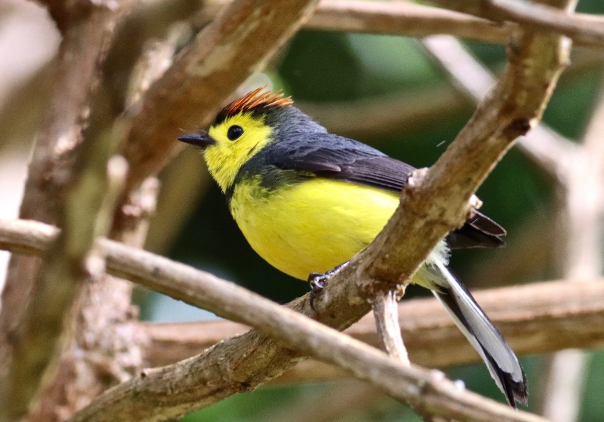 Collared Redstart - ML84274291