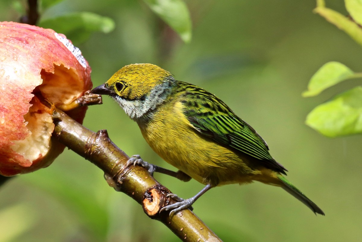 Silver-throated Tanager - ML84274421