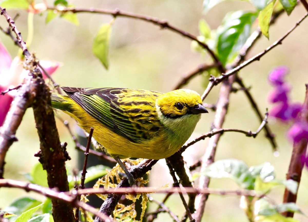 Silver-throated Tanager - ML84274451