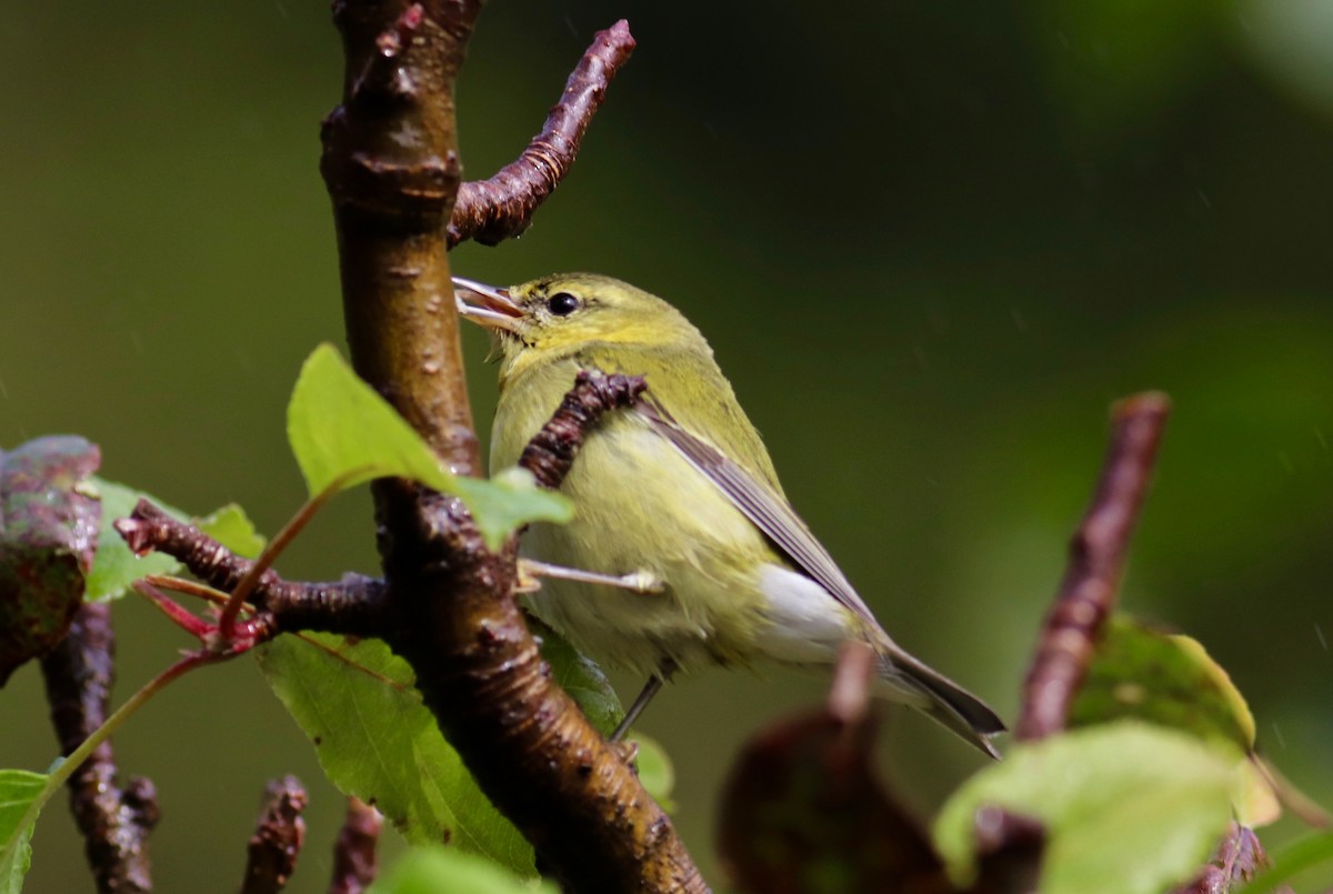 Tennessee Warbler - ML84274521