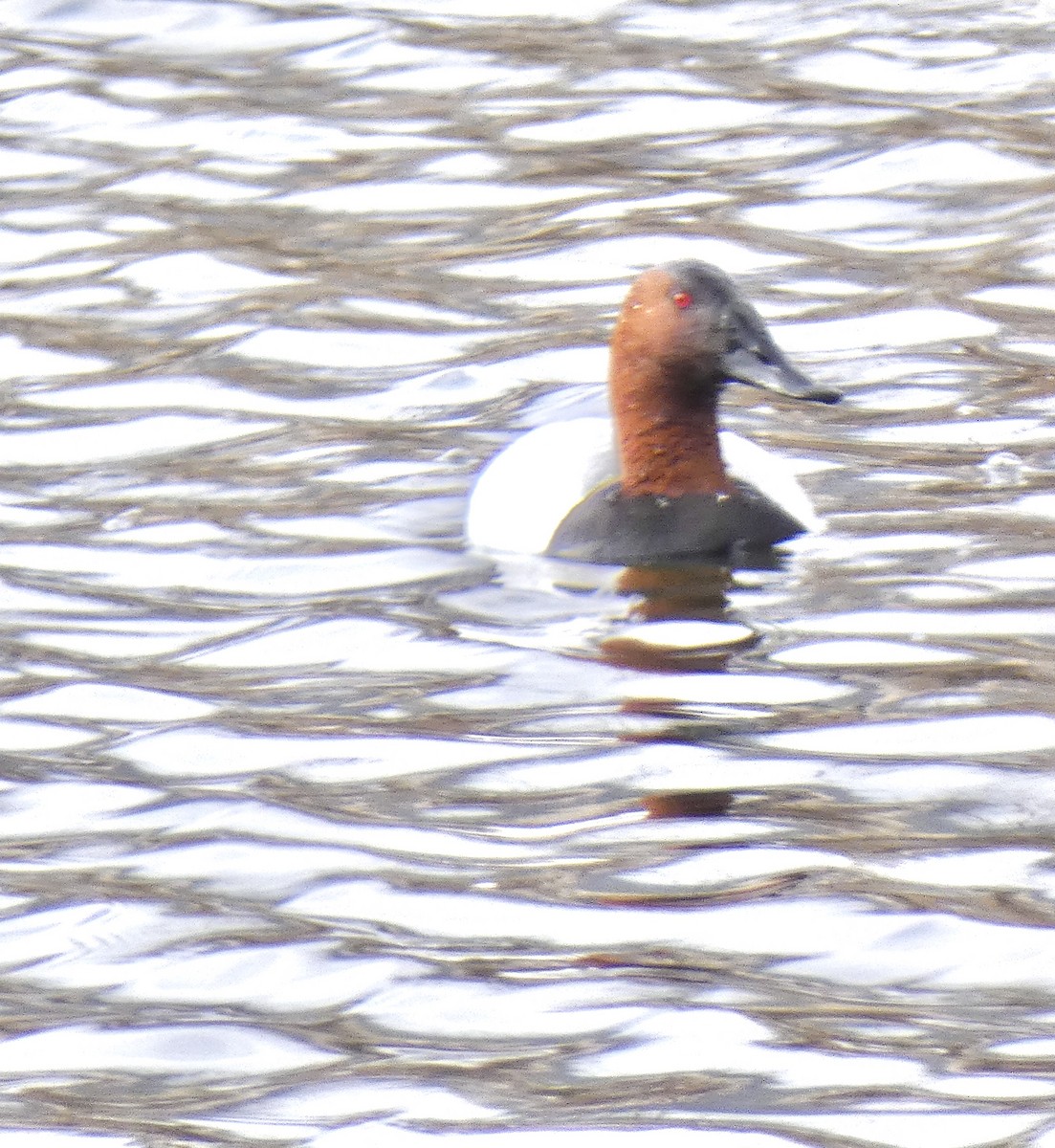 Canvasback - ML84274591