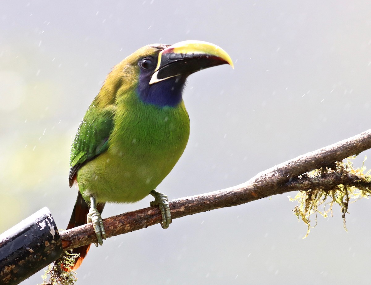 Northern Emerald-Toucanet (Blue-throated) - ML84274701