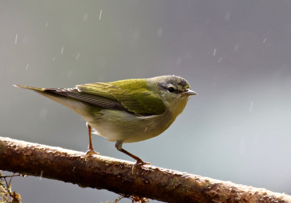 Tennessee Warbler - Charlie   Nims