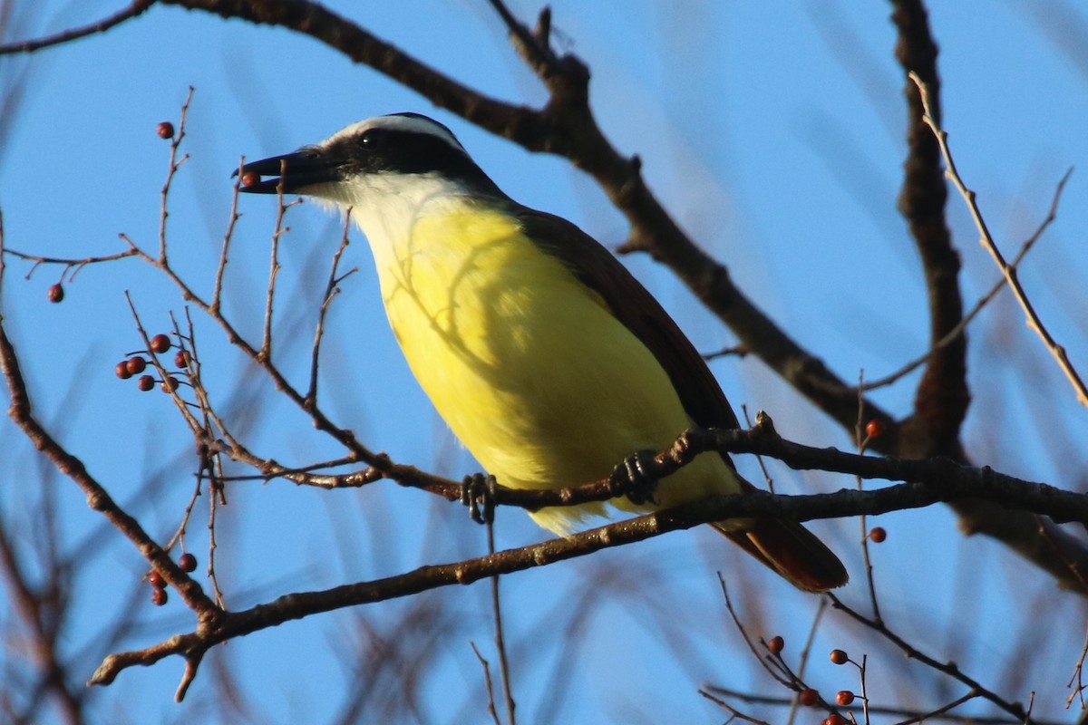 Great Kiskadee - ML84275301