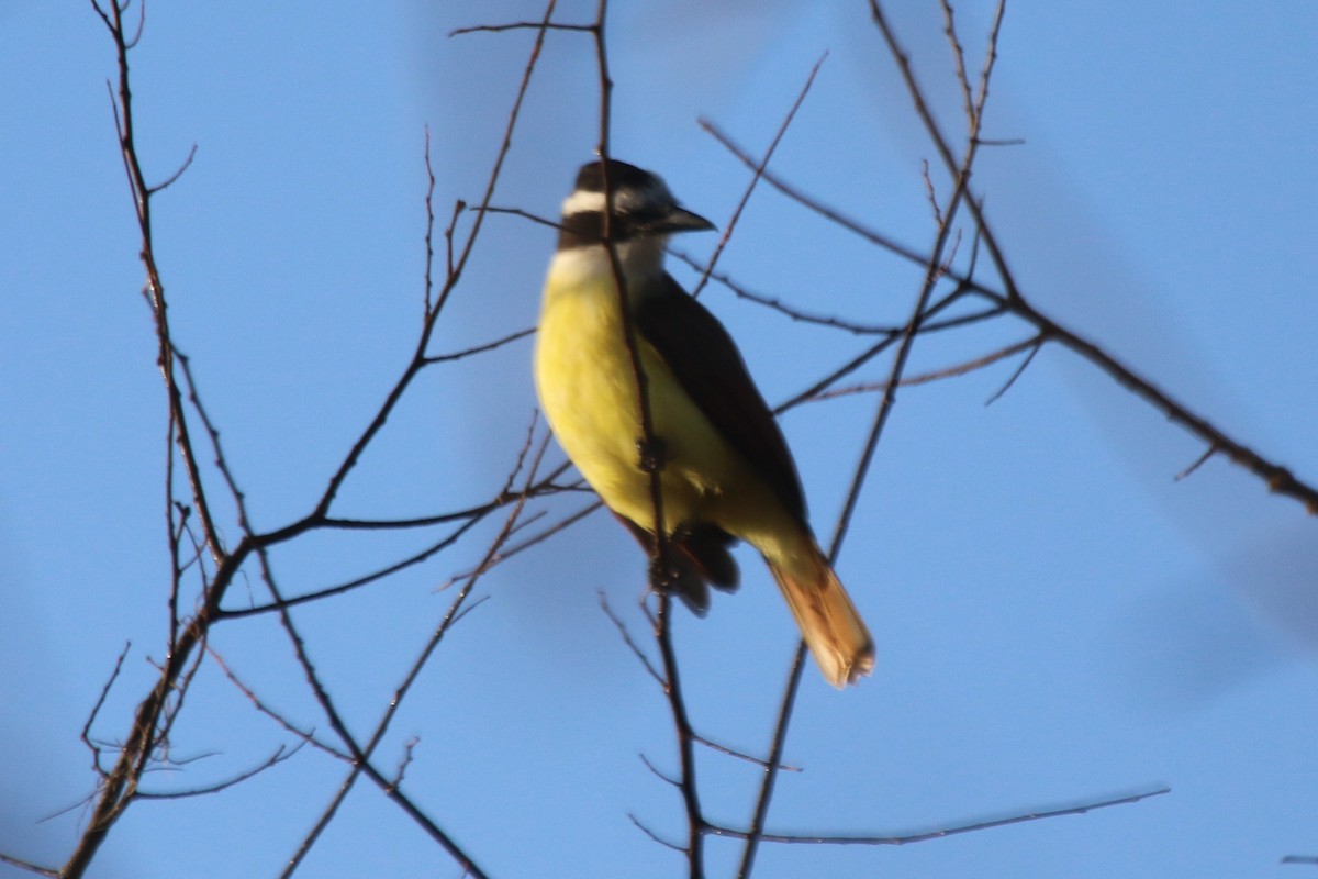 Great Kiskadee - Scott Lewis