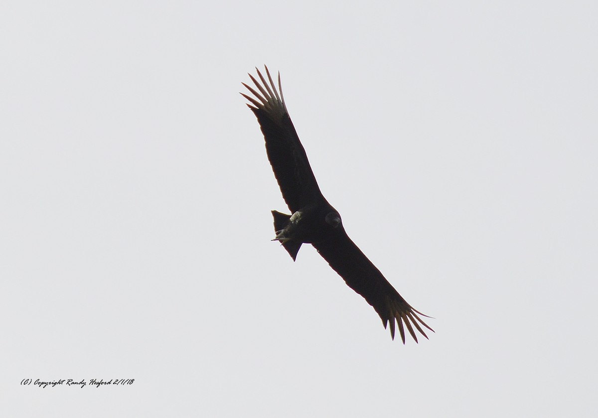 Black Vulture - ML84276071