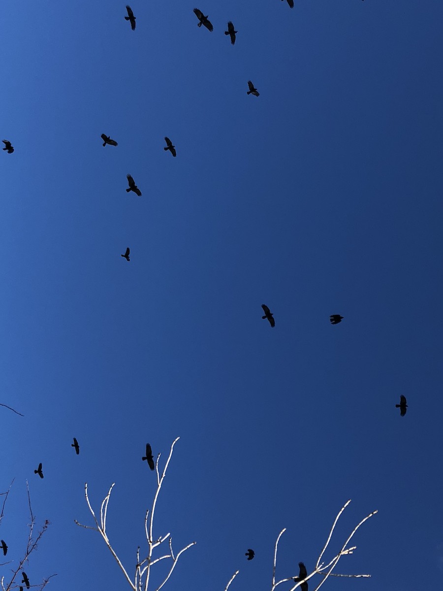 American Crow - ML84276391