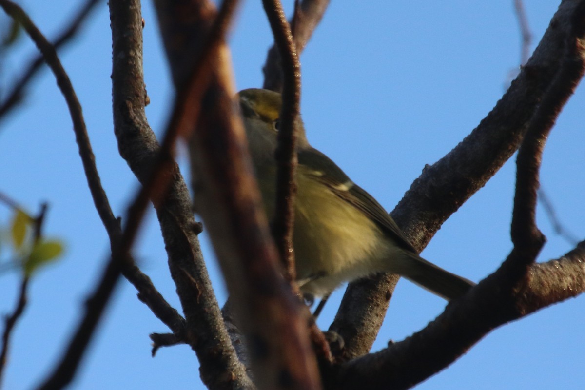 White-eyed Vireo - Scott Lewis