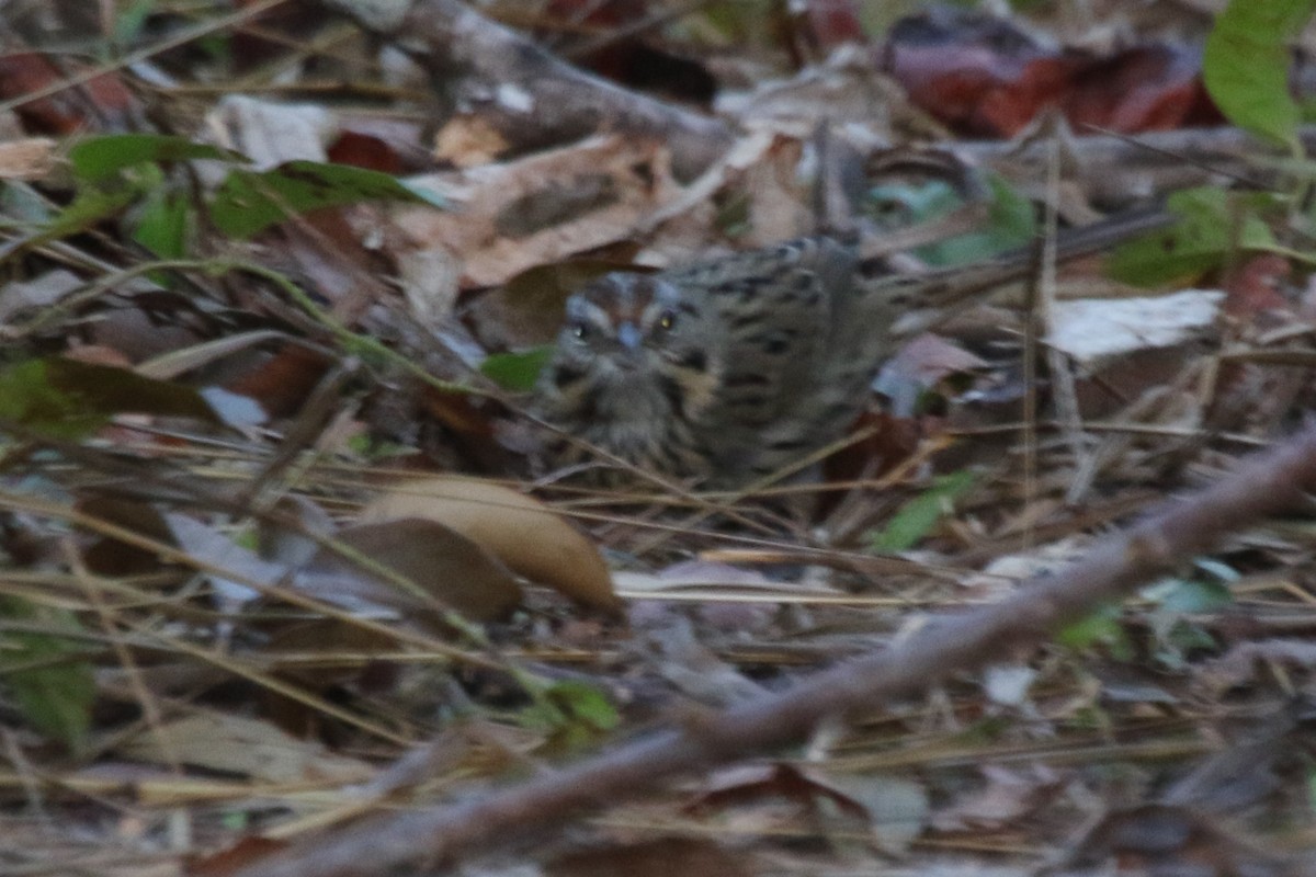 Lincoln's Sparrow - ML84276571