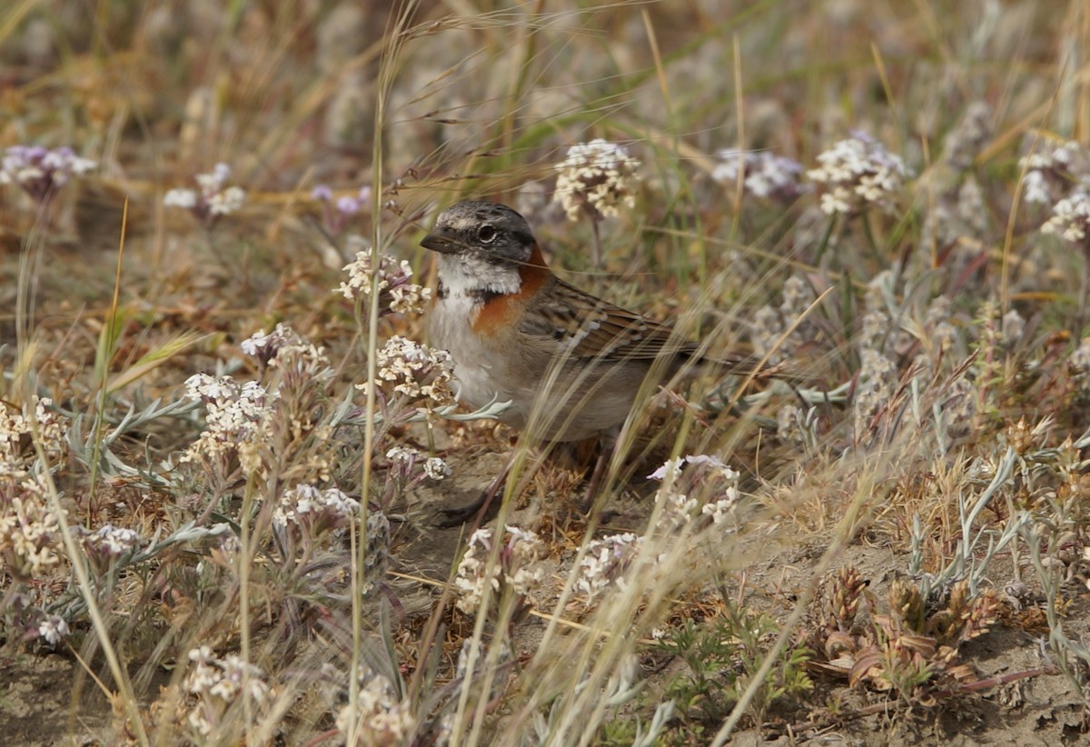 Rufous-collared Sparrow - ML84276781