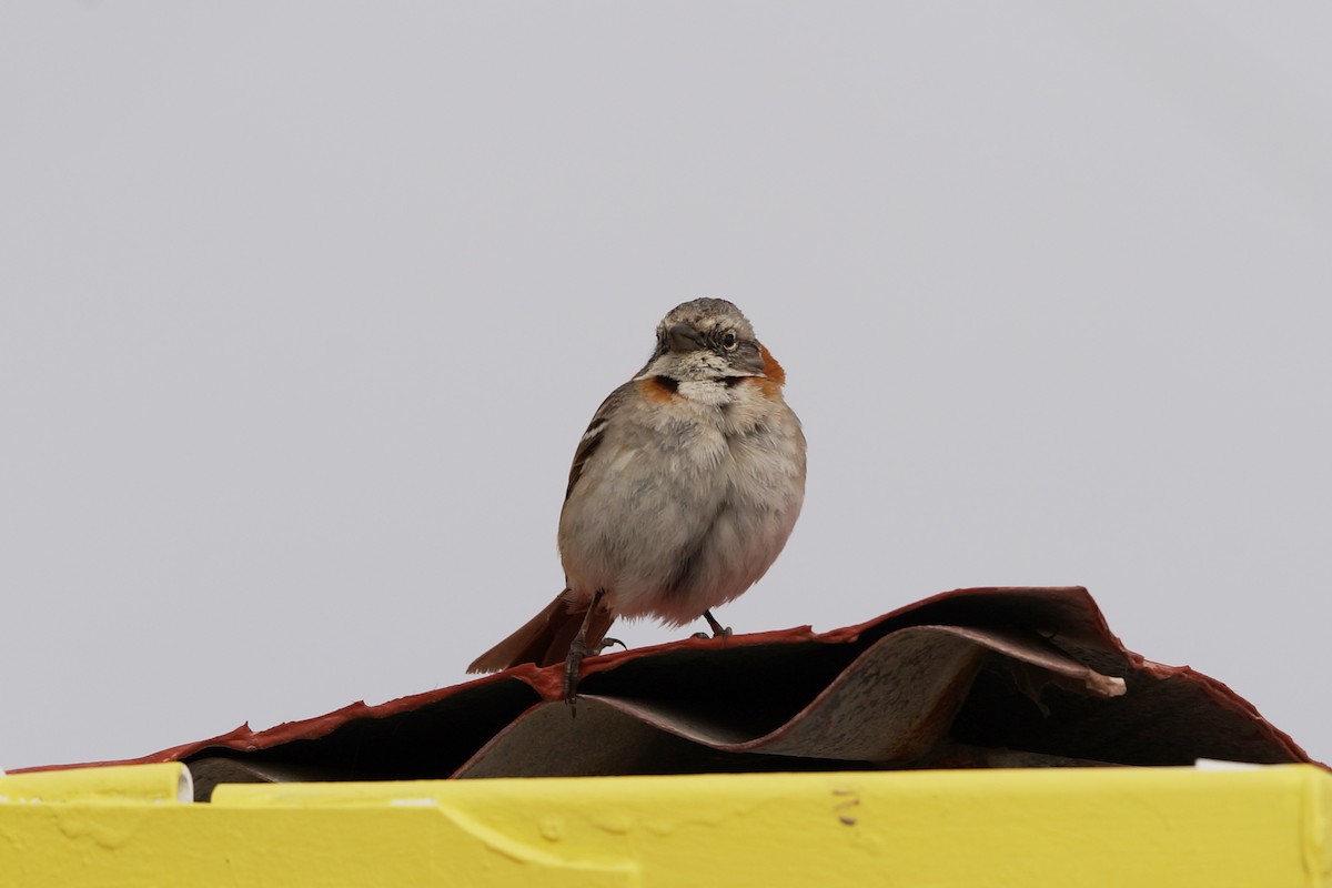 Rufous-collared Sparrow - Nancy Cox