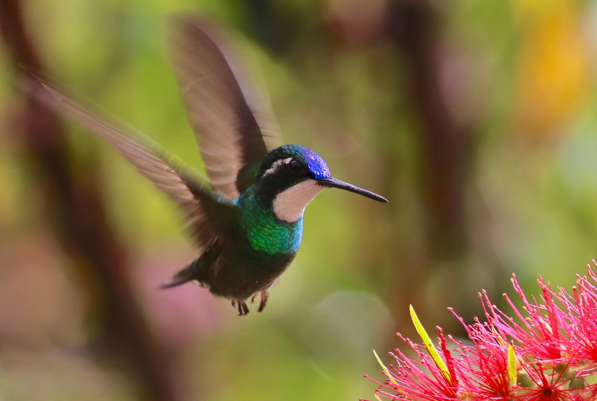 White-throated Mountain-gem - ML84276871