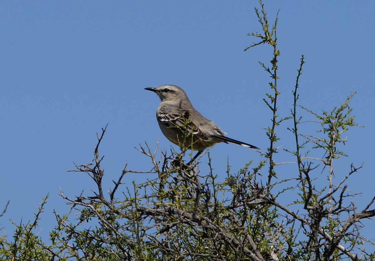 Patagonian Mockingbird - ML84276911