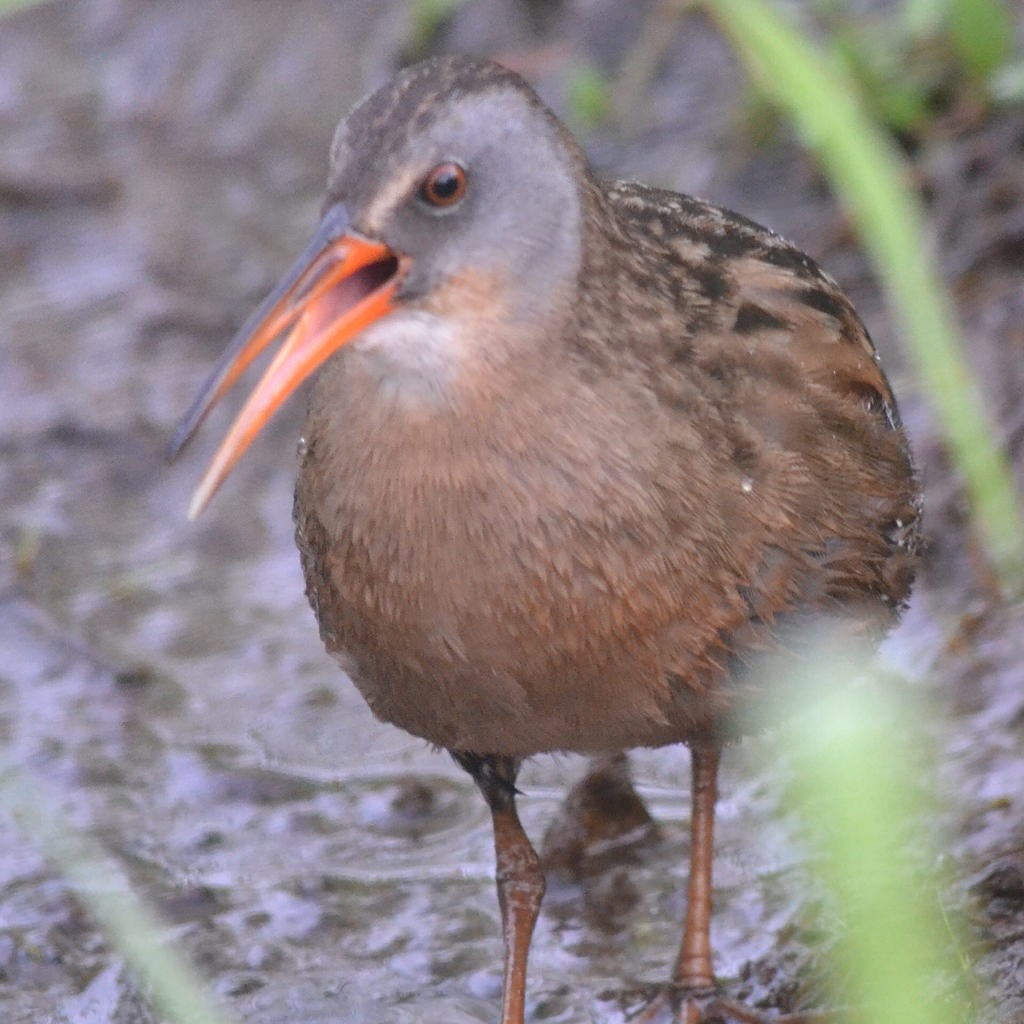 Virginia Rail - ML84276991