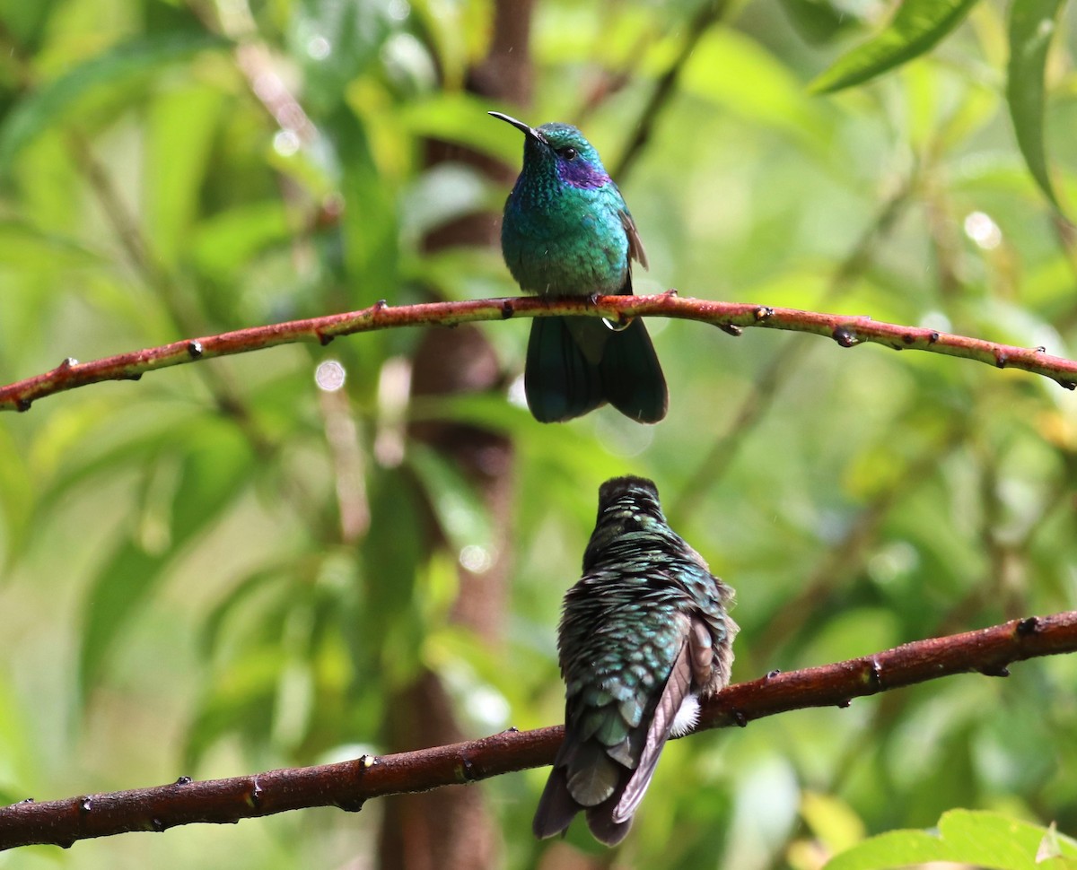 blåørekolibri (cabanidis) - ML84277001