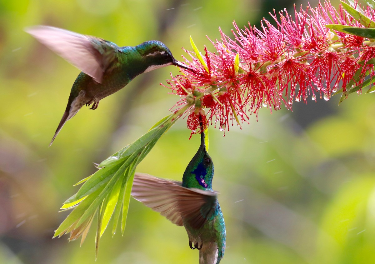 blåørekolibri (cabanidis) - ML84277091