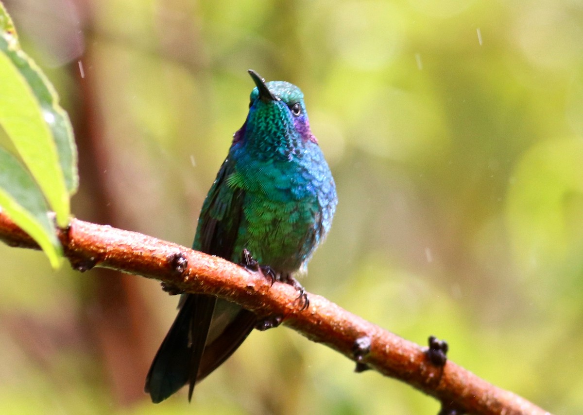 blåørekolibri (cabanidis) - ML84277171