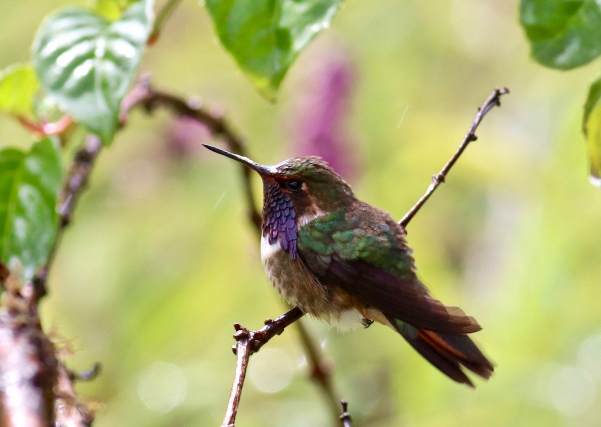 Volcano Hummingbird - ML84277251