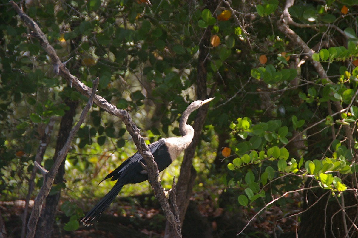 anhinga americká - ML84278741