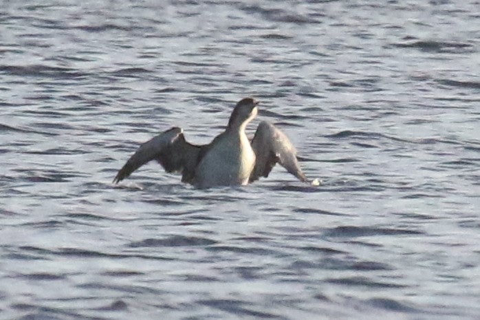 Arctic Loon - ML84279651