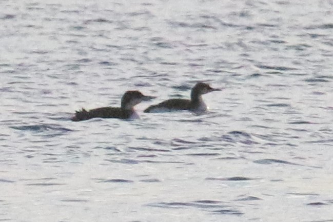 Arctic Loon - ML84279681