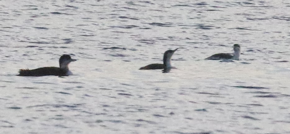 Arctic Loon - ML84279691