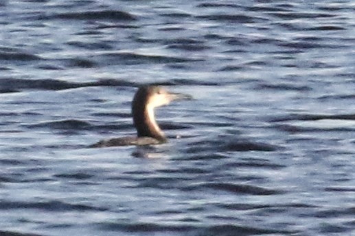 Arctic Loon - ML84279701