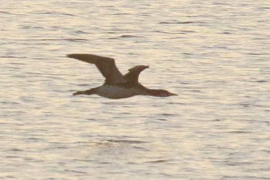 Arctic Loon - ML84279721