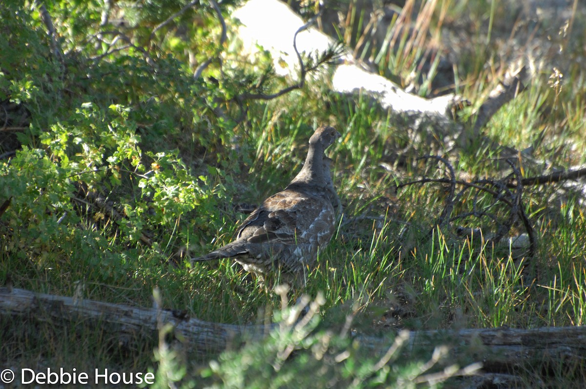 Sooty Grouse - Deborah House