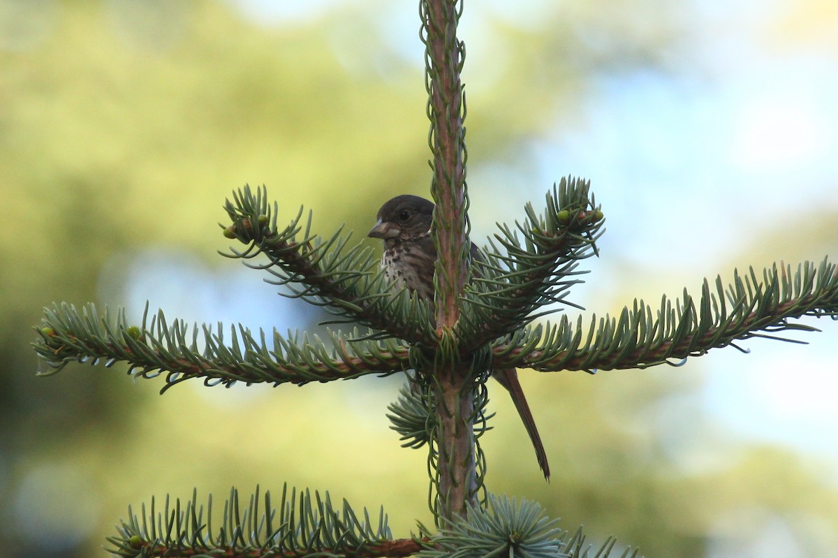 Fox Sparrow (Thick-billed) - ML84280581