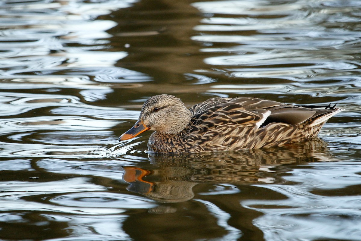 Mallard - ML84280991