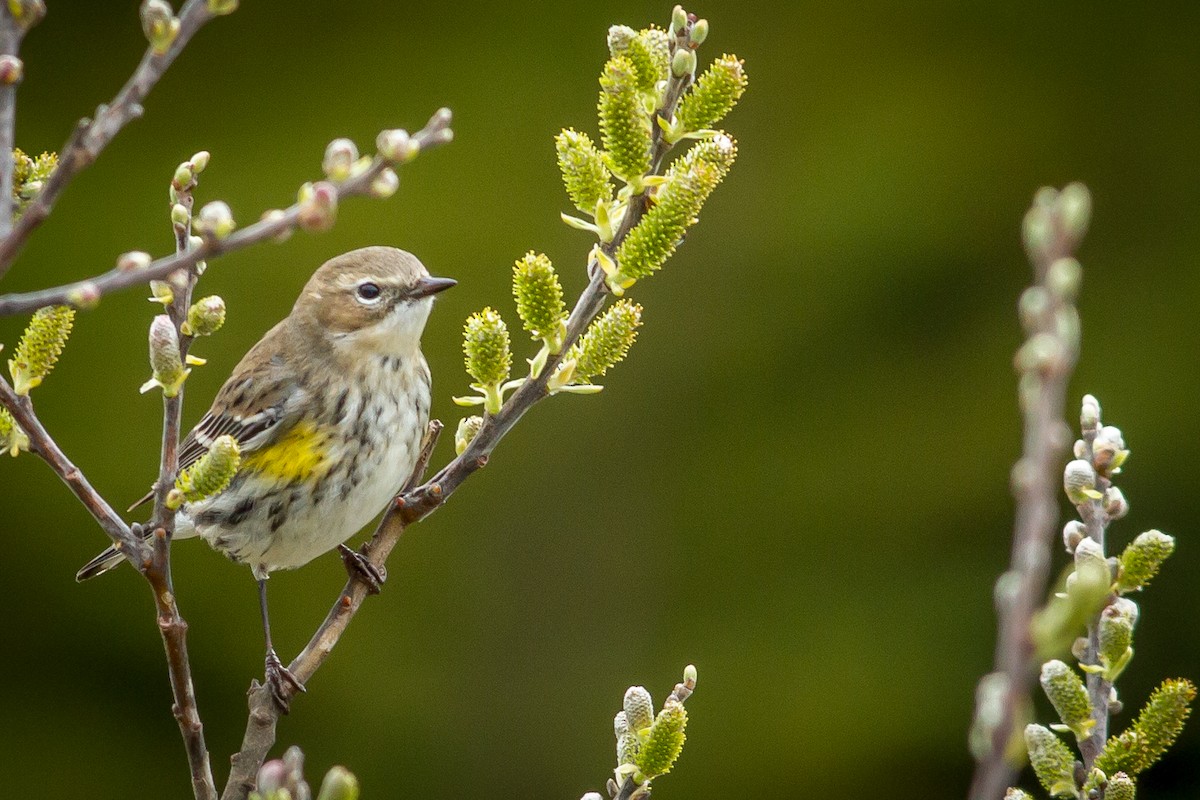 Yellow-rumped Warbler - Kyle Blaney