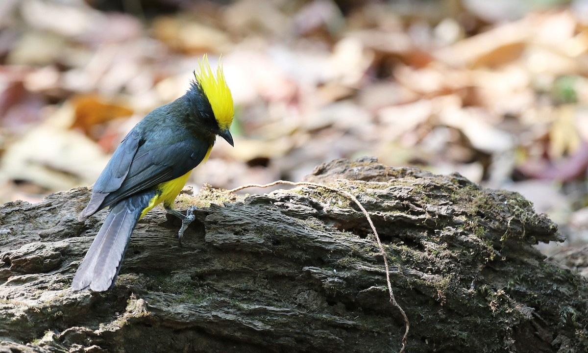 Sultan Tit - Paul Farrell