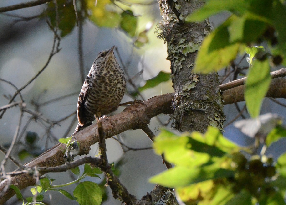 Gray-barred Wren - ML84282251