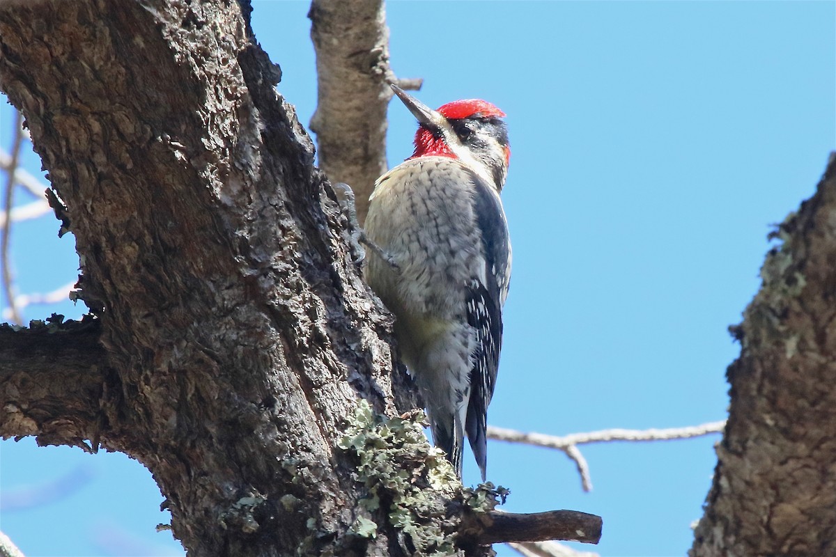 Red-naped Sapsucker - ML84283381