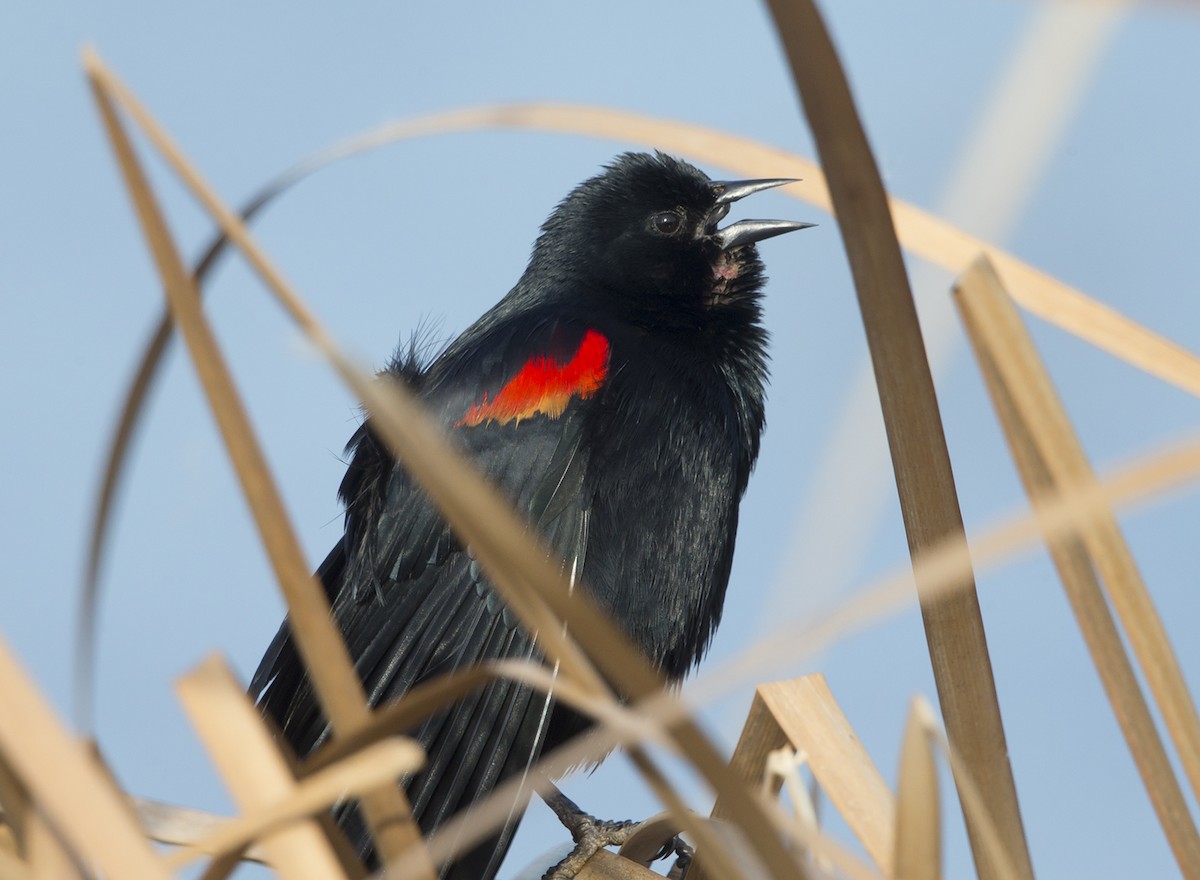 Red-winged Blackbird - ML84283471