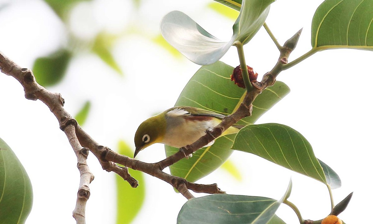 Chestnut-flanked White-eye - ML84283571