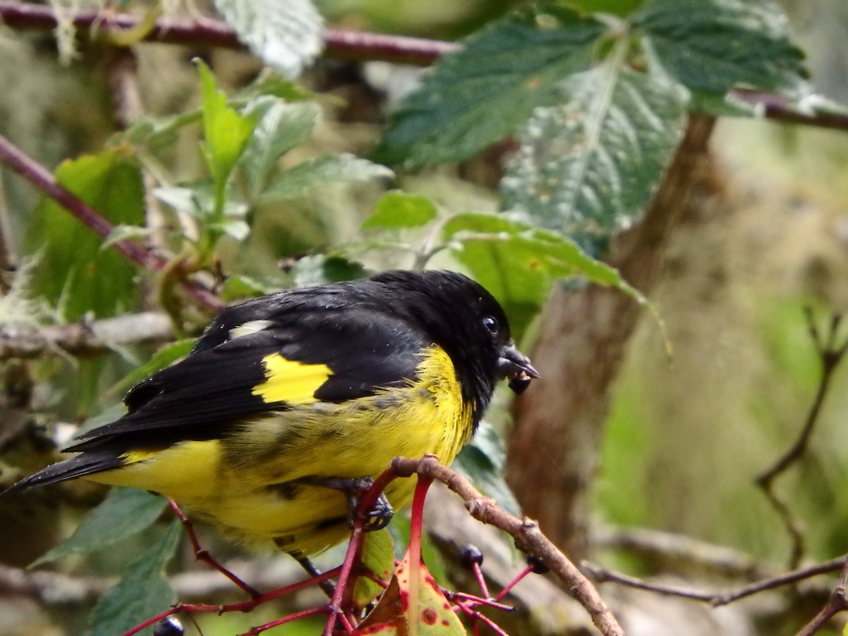 Yellow-bellied Siskin - ML84284601