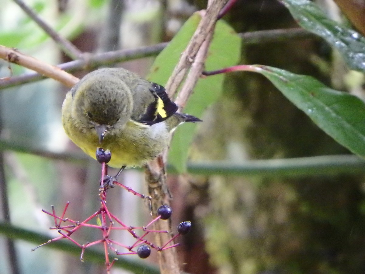 Yellow-bellied Siskin - Craig Jackson