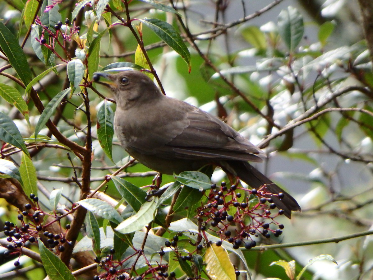 Mountain Thrush - ML84285001