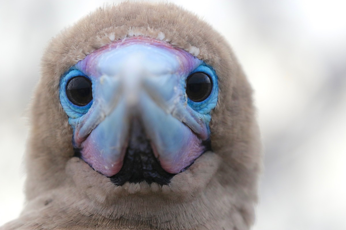 Red-footed Booby - Jonah  Benningfield