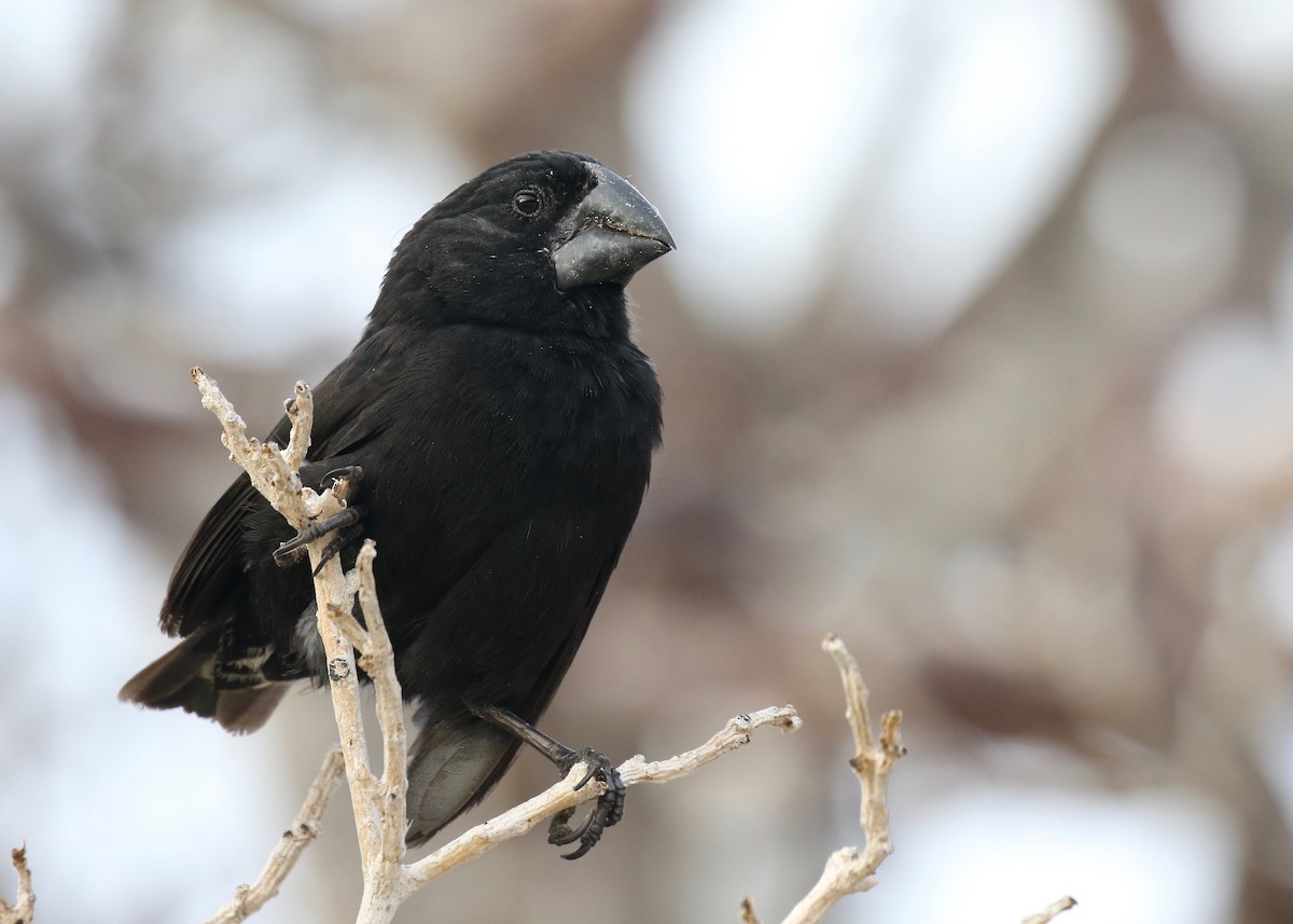 Large Ground-Finch - Jonah  Benningfield