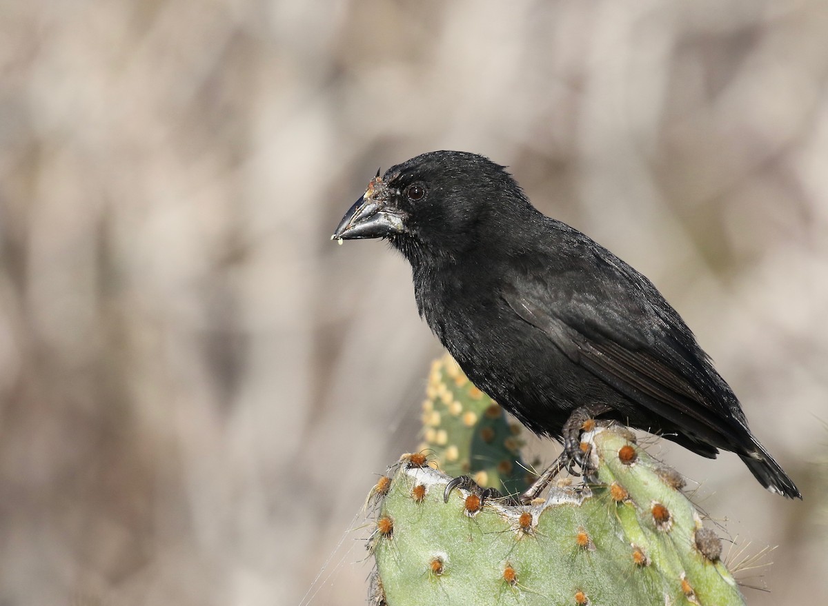 Genovesa Cactus-Finch - Jonah  Benningfield