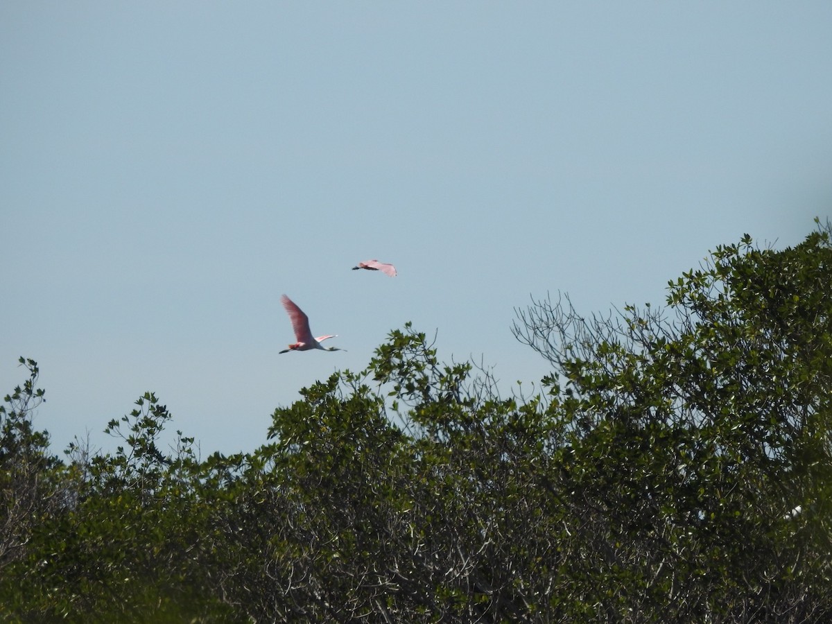 Roseate Spoonbill - ML84286471