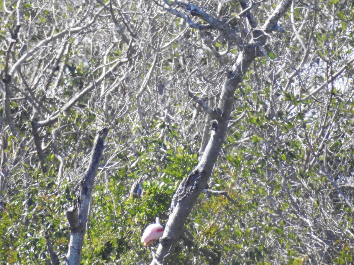 Roseate Spoonbill - ML84286501