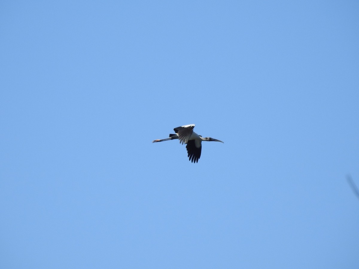 Wood Stork - ML84286521