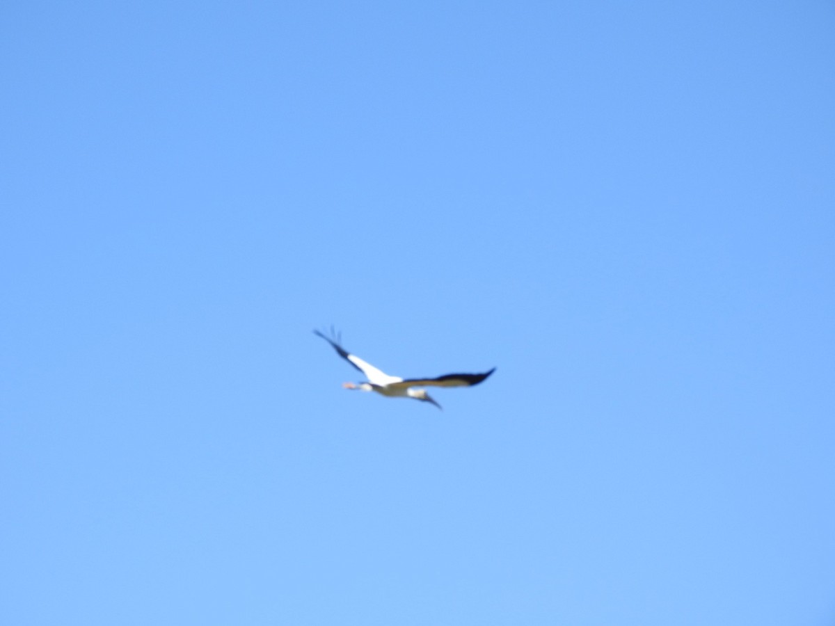 Wood Stork - ML84286531